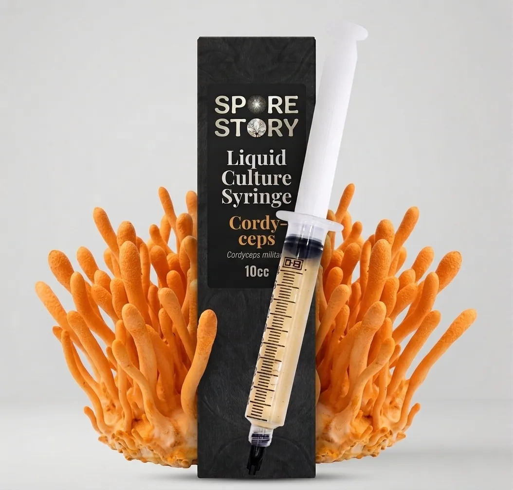 Cordyceps Sıvı Misel — Cordyceps militaris