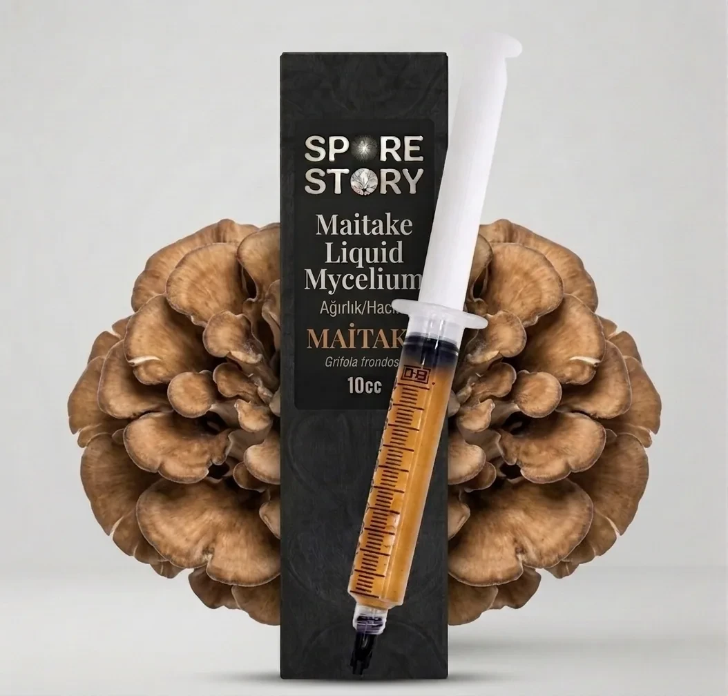 Maitake Sıvı Misel — Grifola frondosa