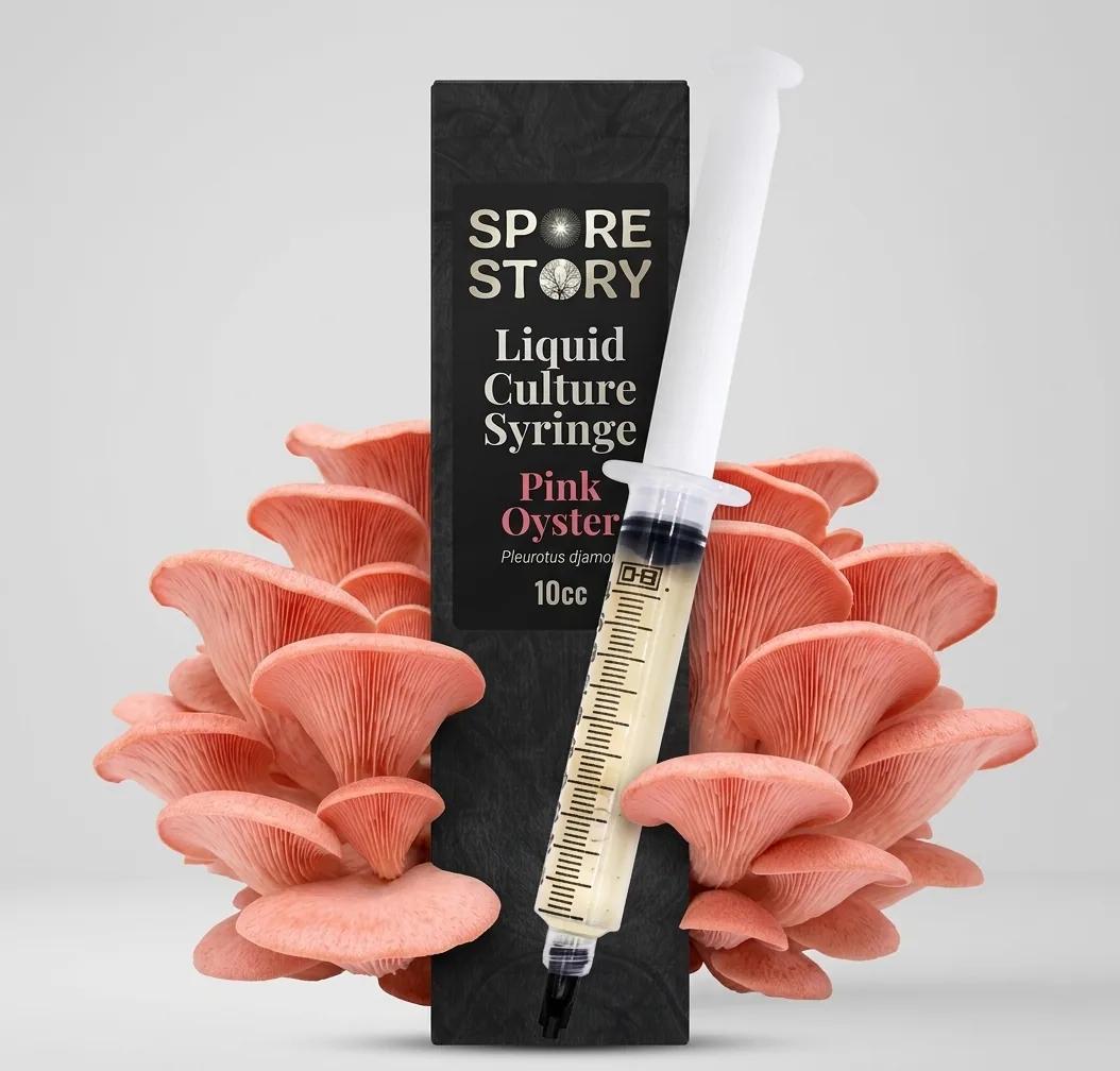 Pink Oyster sıvı kültür şırıngası